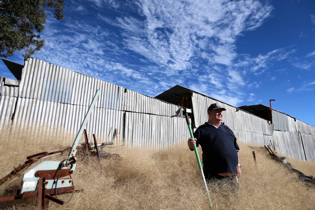 PILED HIGH: Ted Rolton, who sells scrap metal, surveying the grass in his scrap yard. He believes the dried hairy panic, or Hillman's panic, poses a fire hazard. 