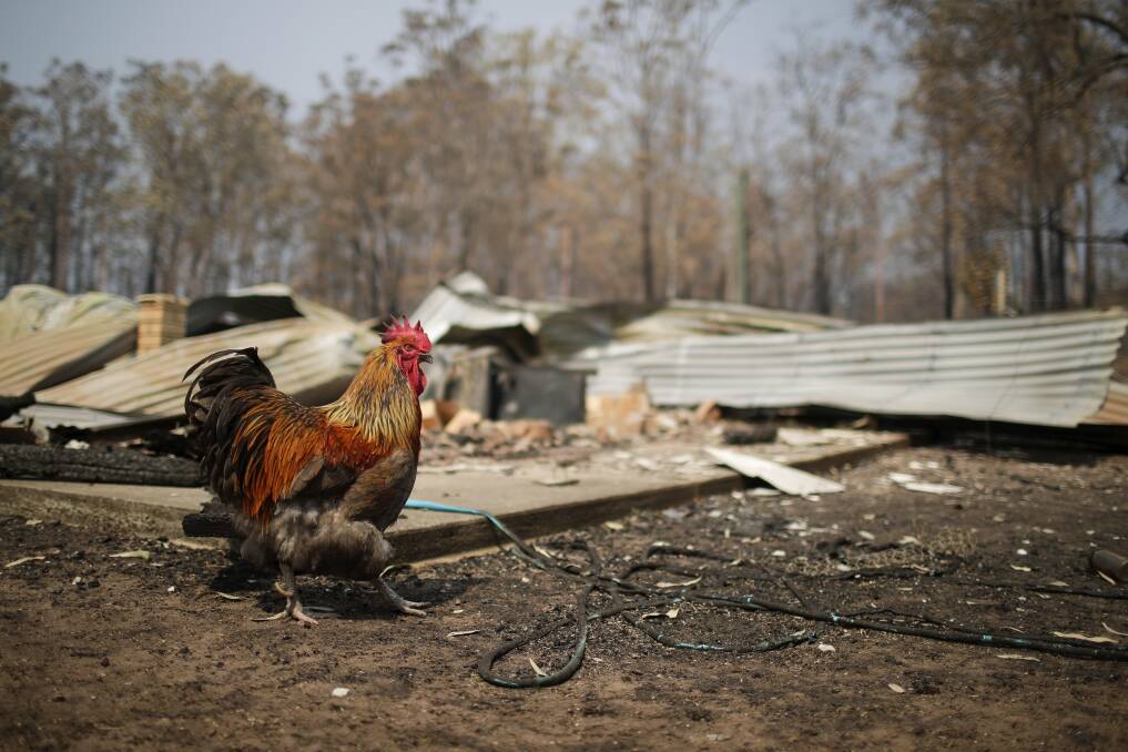 Nymboida resident Bob Gorringe's chickens survived a bushfire that swept the region but his home was burnt down, in northern NSW on Sunday 17 November 2019. Photo: Alex Ellinghausen 