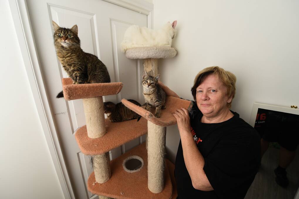NOT A GIFT: Albury Wodonga Animal Rescue's Ella Bloomfield with a Christmas cat tree of kittens. Picture: MARK JESSER