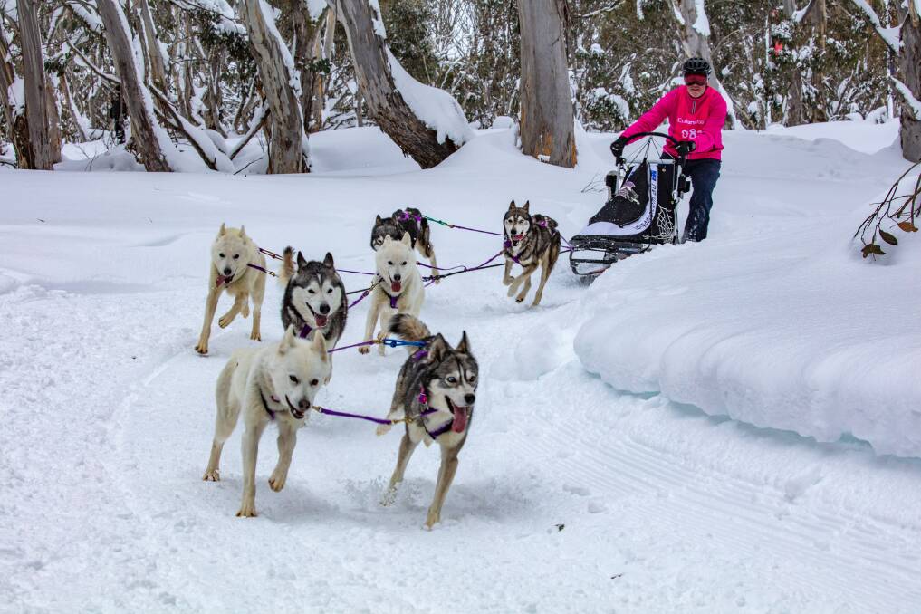 SERIOUS COMPETITION: A competitor in the eight dog husky class takes to the snowfield. Picture: KARL GRAY MEDIA 