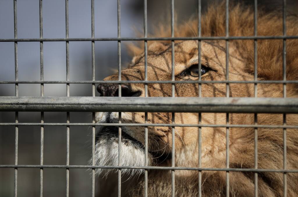ROAR: Lennon Bros Circus lions sparked controversy in July when the circus came to Wodonga, with more than 1400 signing a petition calling on council to act on the issue. 