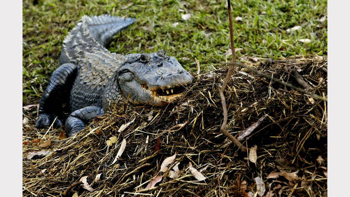 Scenes from the Australian Reptile Park's annual alligator nest raid. Big Girl Shirl watching over her nest. Photo: SIMONE DE PEAK
