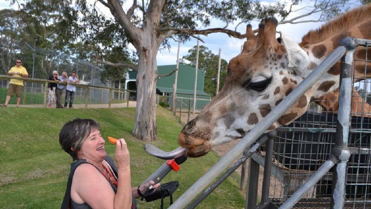 Jen Hunt from the ABC SouthEast gets close and personal to one of the giraffes at the mayor’s Christmas party at Mogo Zoo.
