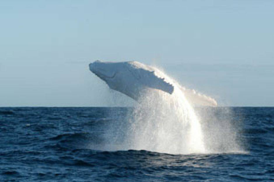Migaloo, the rare all-white whale. Photo: Dan Burns, White Whale Research Centre.