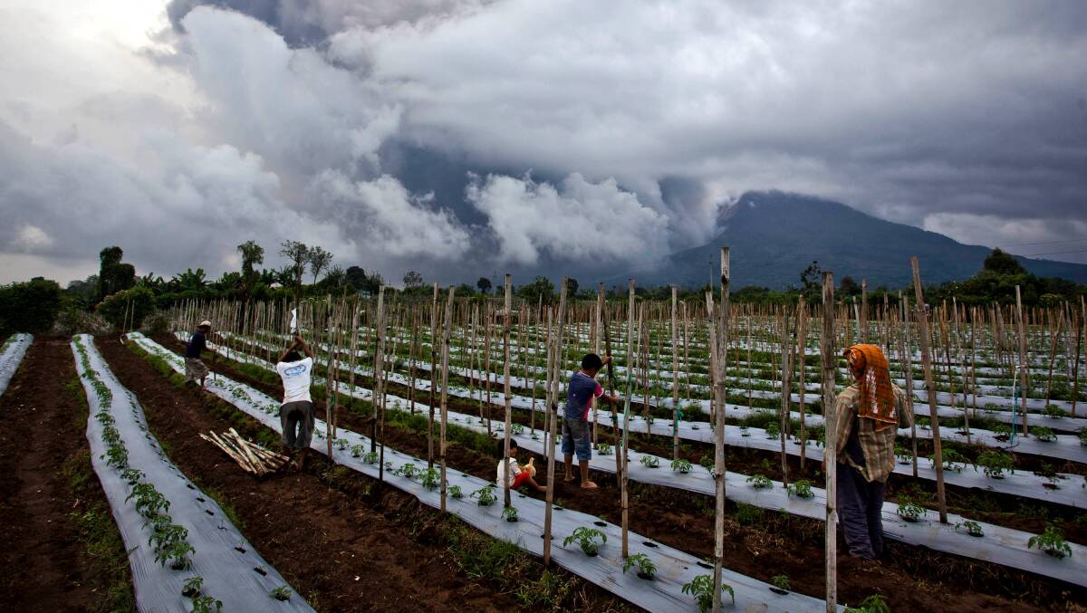 Villagers work in nearby fields as Mount Sinabung spews pyroclastic smoke on January 3, 2014 in Karo District, North Sumatra, Indonesia. Picture: Getty