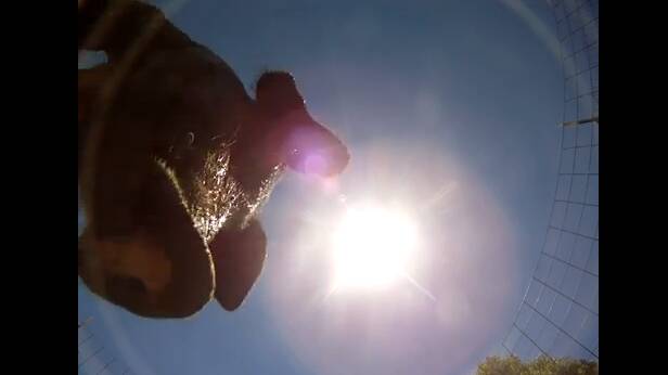 A still from the Youtube video of a Go-Pro camera that fell from a skydiving airplane and landed in a pig pen.