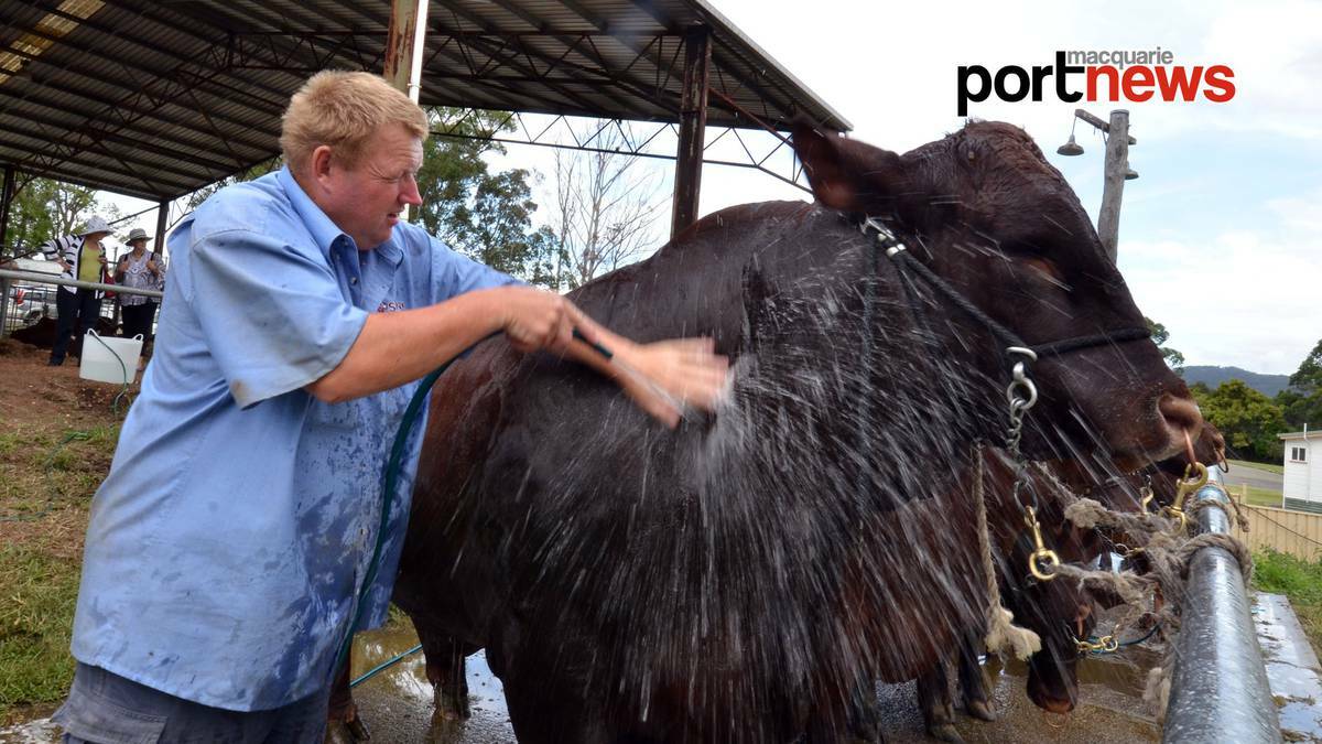 WAUCHOPE: At the Wauchope Show, this is presumably a Cow Wash? Photo: Port Macquarie News.