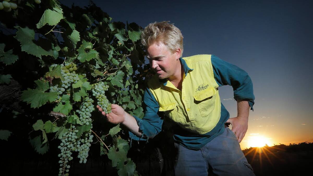Nick Brown inspects a bunch of grapes as the sun rises. 