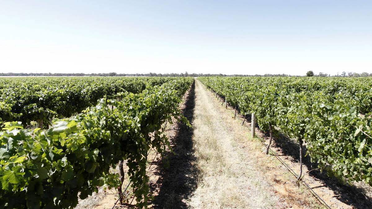 First planted in 1851, grape vines remain a prominent feature of the landscape. Picture: BEN EYLES