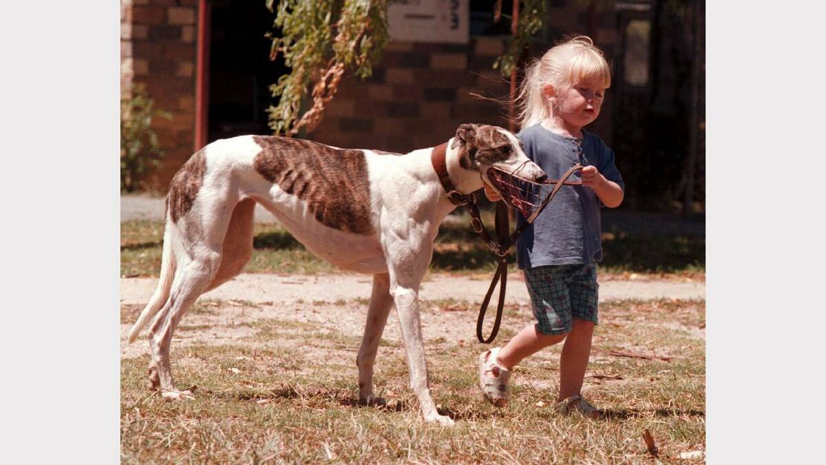 Kali Bouquet, 3, pictured with her Grandma's greyhound, 'Action Ivy' , at the Albury Coursing Club. Picture: ALEX MASSEY