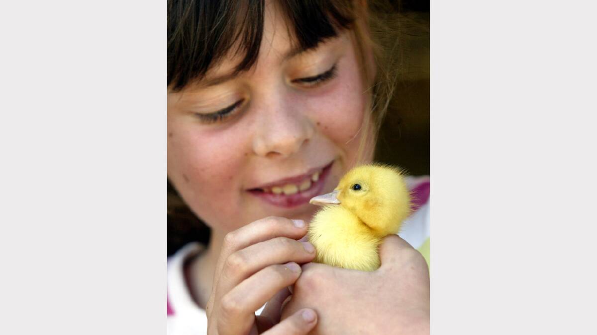 Wodonga Showgrounds. Wodonga Show. Lily Thomas, 8, from Beechworth with a muscovy duckling that her mother bought at the show.