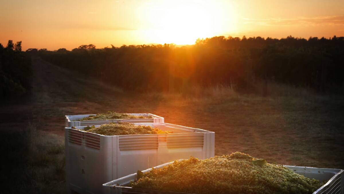 The sun rises over three crates of grapes. 