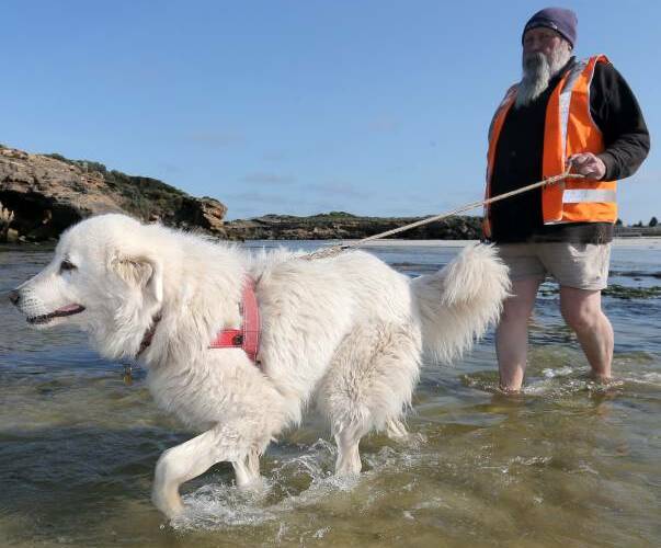 New heroes: Crowdsourcing has raised $25,000 for two new maremma pups to guard the little penguins at Warrnambool's Middle Island. Picture: Rob Gunstone
