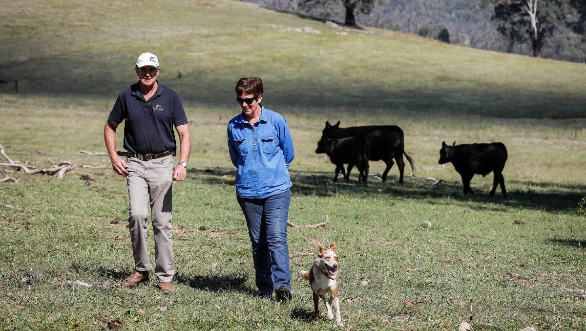  Hereford shorthorn-cross farmer James Neary, of Murmungee, and Angus farmer Loretta Carroll consider changes to saleyards operations on her farm at Mudgegonga. Pictures: DYLAN ROBINSON
