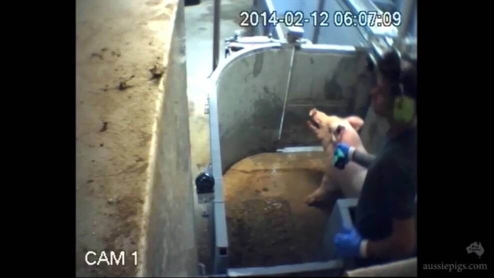 A still from the video allegedly showing cruelty at Corowa's piggery. Picture: SUPPLIED