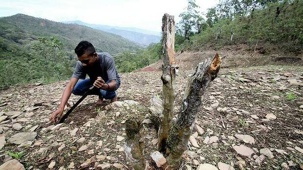 An East Timorese farmer inspects land that has become barren due to unsustainable practices. Photo: Angela Wylie