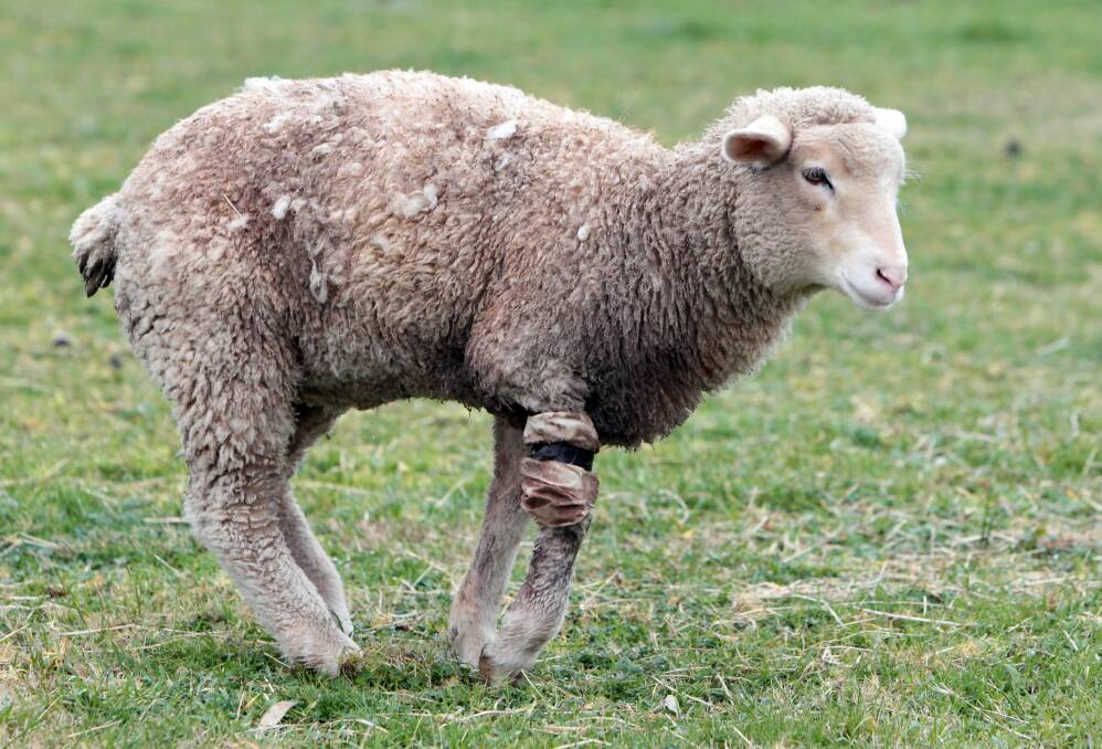 Generic photo of a lamb that has been mauled by a dog. 