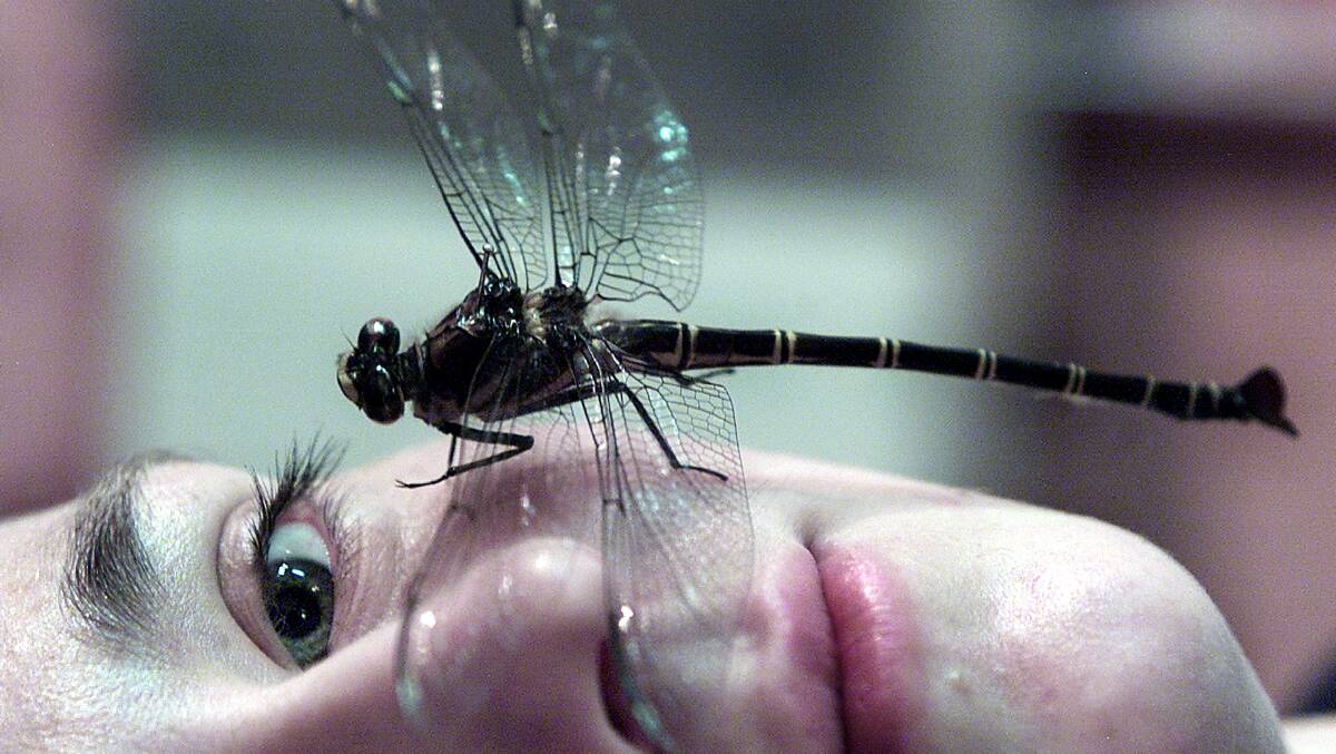 Albury Regional Museum 'Dragonflies' exhibition: Public programs co-ordinator Karlie Hawking with the world's largest dragonfly, Queensland's Petalura ingentissima. Picture: ALEX MASSEY