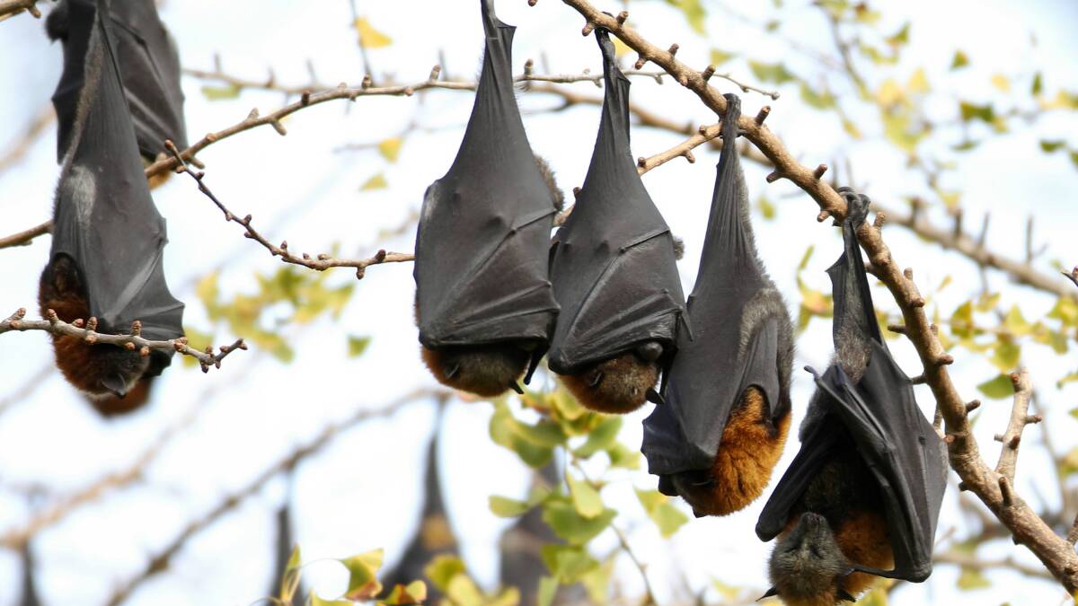 Big bangs to banish bats