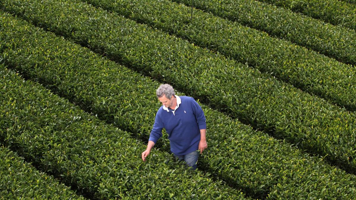George Barel at his green tea farm near Dederang. Picture: BEN ROBSON