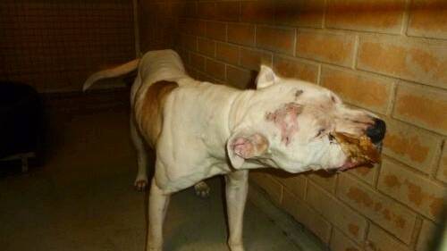 Vic Bull Terrier Rescue group president Angii Rotblat believes this dog could have been saved. 