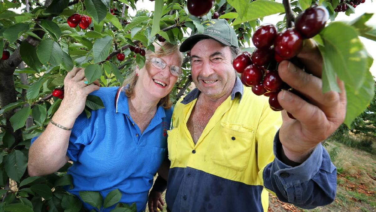 Marion and Tony Rak with one of their cherry trees at Wangaratta. Picture: JOHN RUSSELL