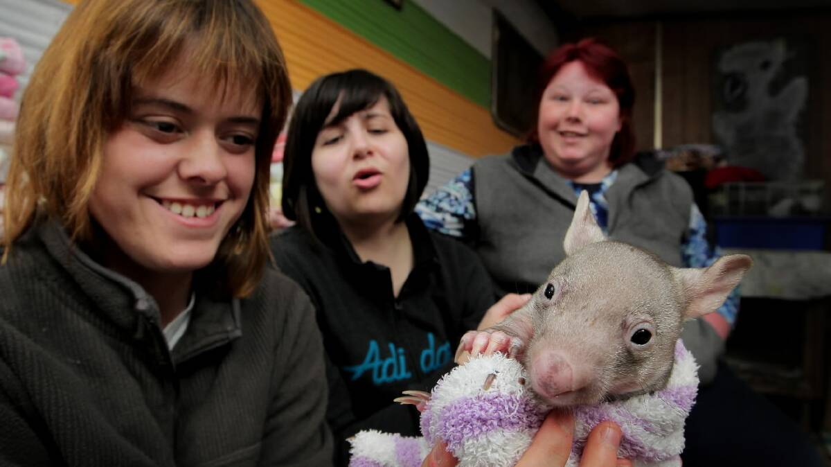 Olivia Evans, Marzane Nieuwoudt and Stacey Starford all from Wodonga with Bonnie Chicko the young wombat they helped save. Picture: DAVID THORPE
