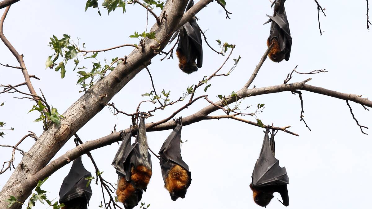 Bat relocation at Albury gardens