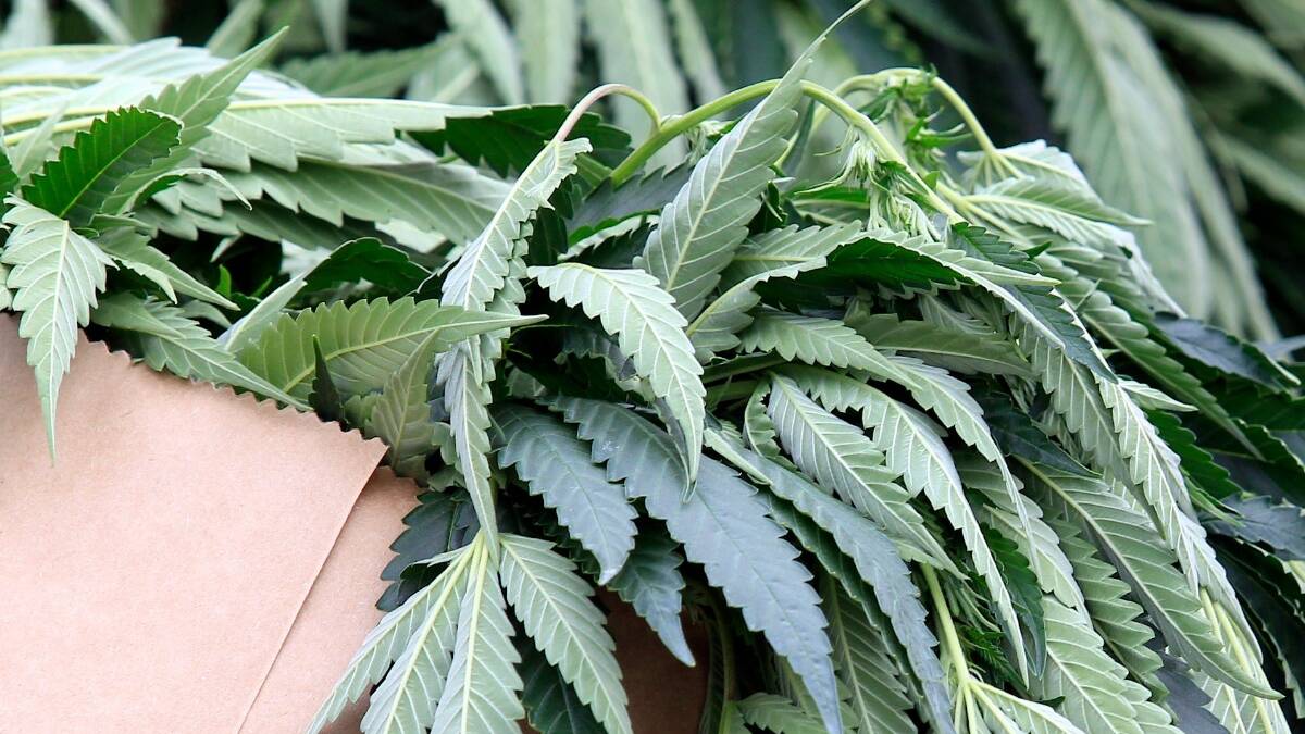 Cannabis grown in house for ‘own use’