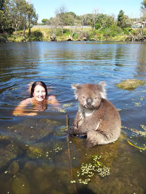 Julia Moloney with the koala at the Panmure swimming hole. Picture: Carl Moloney – Photo appeared in the Warrnambool Standard