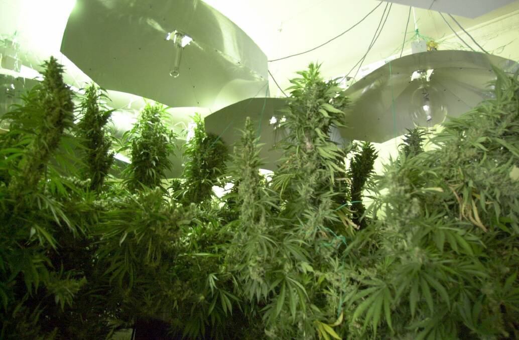 FILE PHOTO: An example of a hydroponic growing system. 