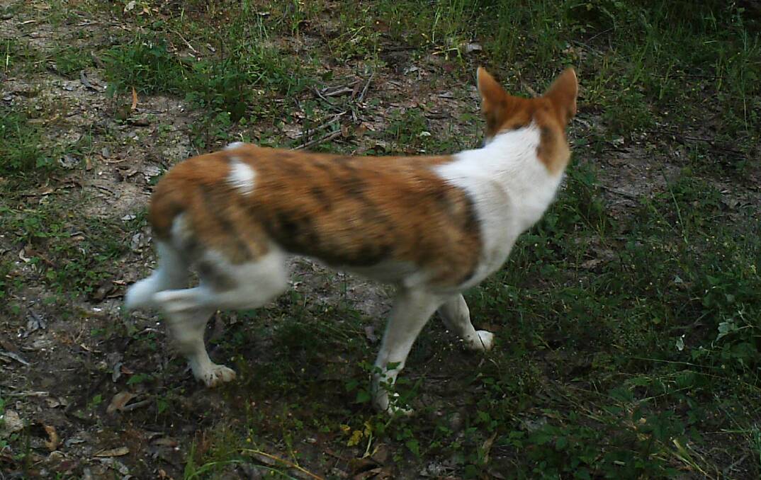 A file image from 2013 of a wild dog. 