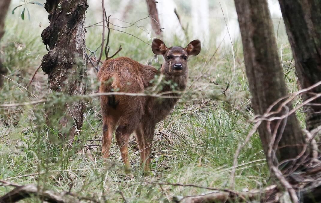 ROAMING: A deer on the move in Eskdale in September. There are concerns the deer population will grow as a result of restrictions in place due to the coronavirus, with fewer shooters in the field last year. Picture: JAMES WILTSHIRE