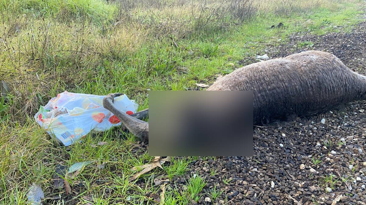 KILLED: The animal showed clear signs of being dragged behind a vehicle. 