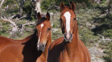 Anne Maree Simpson faces charges from the RSPCA over her horse, Tilley. File photo