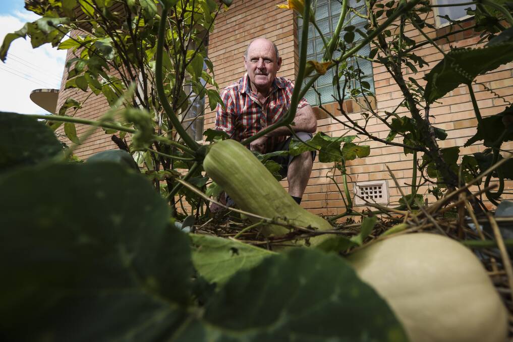 ANNOYED: Ray Williams is frustrated at the vegetable bandits who stole a stack of pumpkins from his Vine Street home earlier this week. He has started closing all gates at the property. Picture: JAMES WILTSHIRE