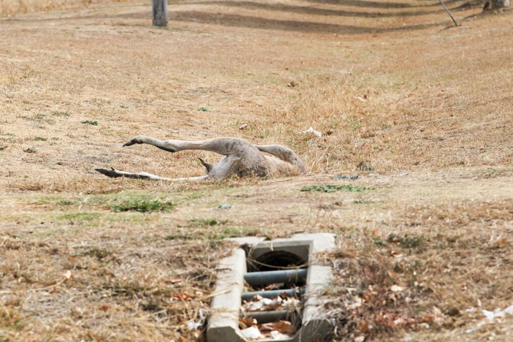 KILLED: A dead kangaroo on the roadside next to Baranduda Boulevard. Picture: BLAIR THOMSON