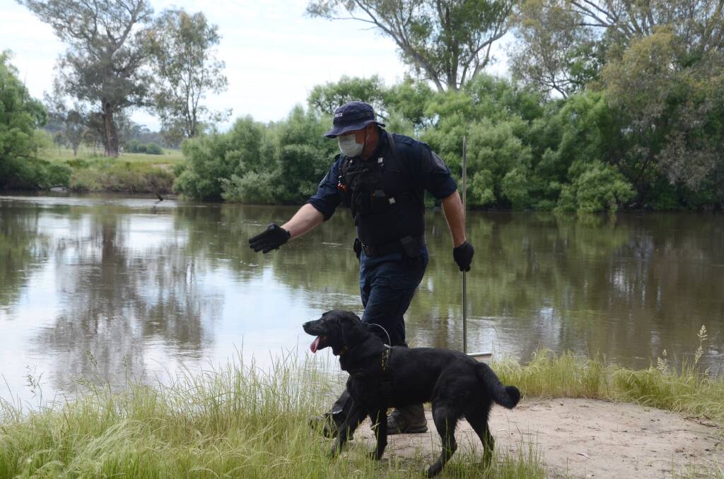 ROAMING: Senior Constable Adam Aitken directs cadaver dog Tilly to search for any signs of missing woman Ruth Ridley at Neils Reserve near Walwa on Wednesday. 