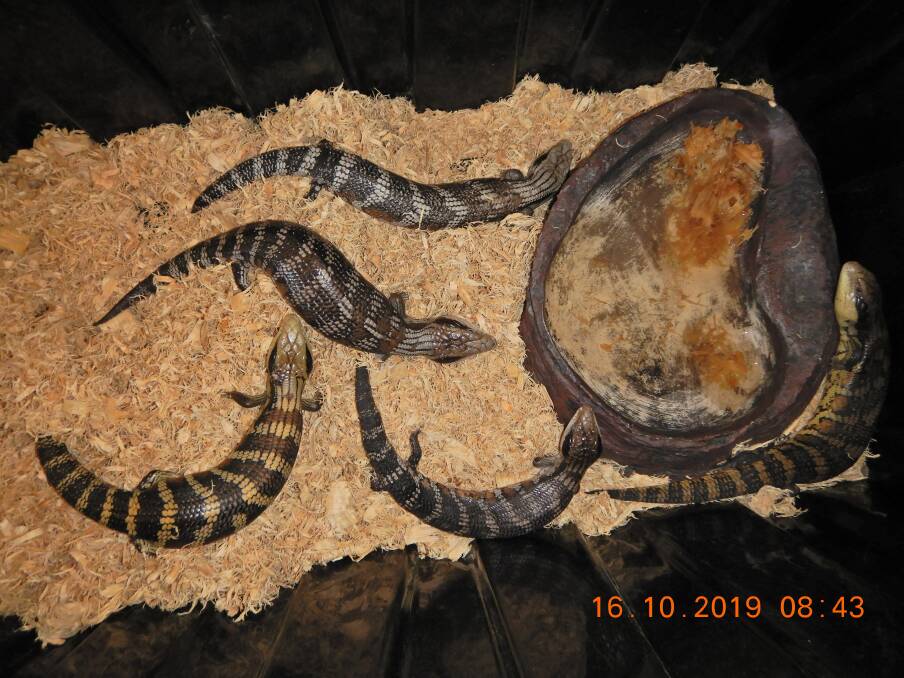 SEIZED: Investigators also recovered blue tongue lizards. 