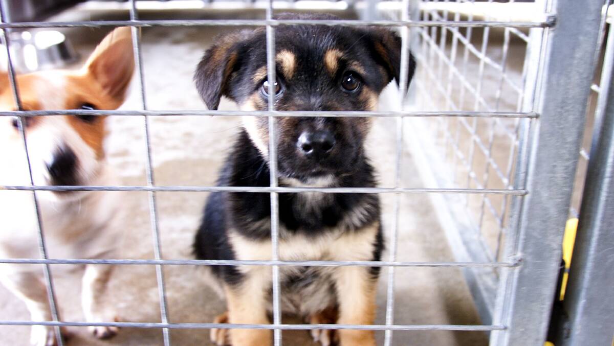 More Border residents conned out of cash in puppy web scam