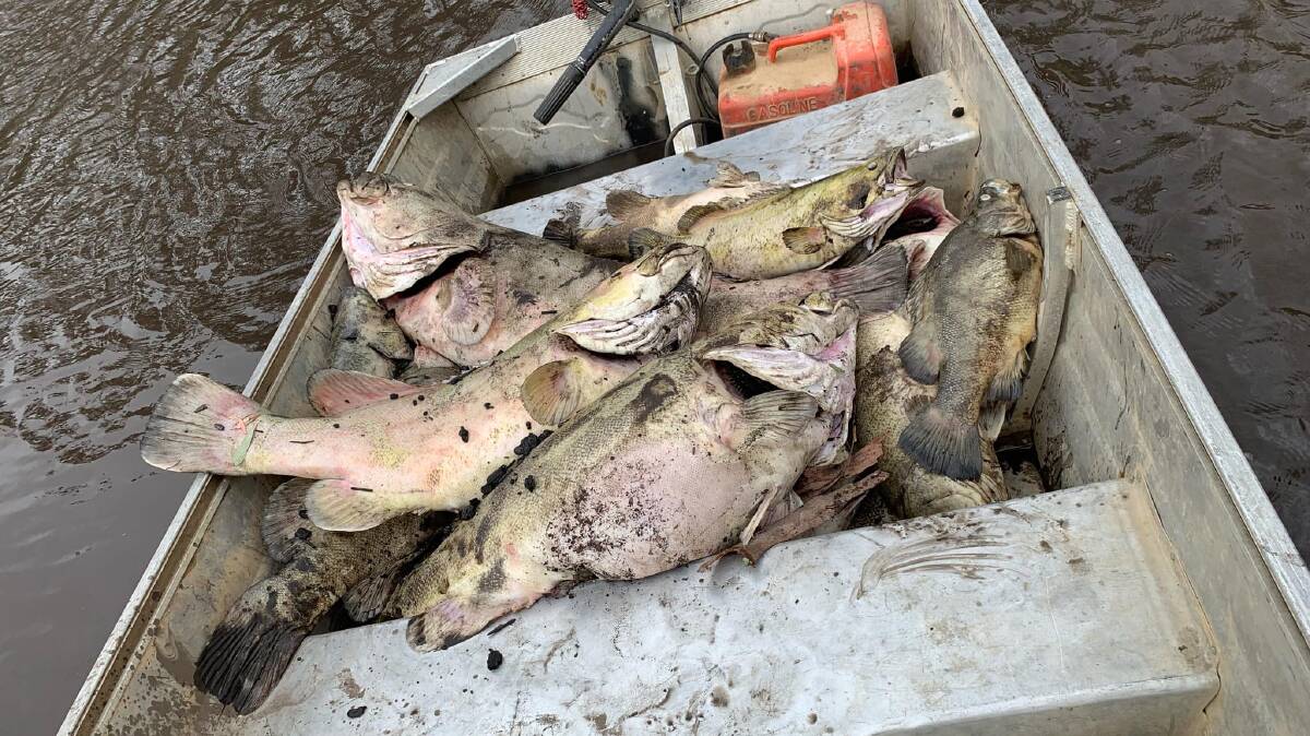 SUFFOCATED: A small number of native fish pulled out of Upper Murray waters this week. Restocking could start as quickly as six months. Picture: JOSH READ