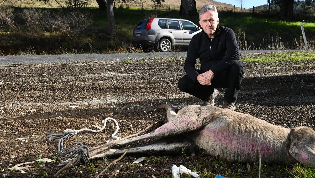 GRIM FIND: Mike Fuery with the killed kangaroo on Friday. Picture: MARK JESSER