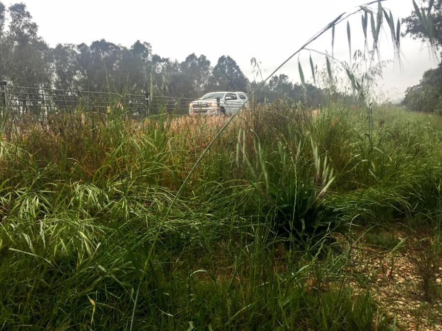 GROWTH: Grass on the side of the Hume Freeway at Wodonga. Picture: BLAIR THOMSON