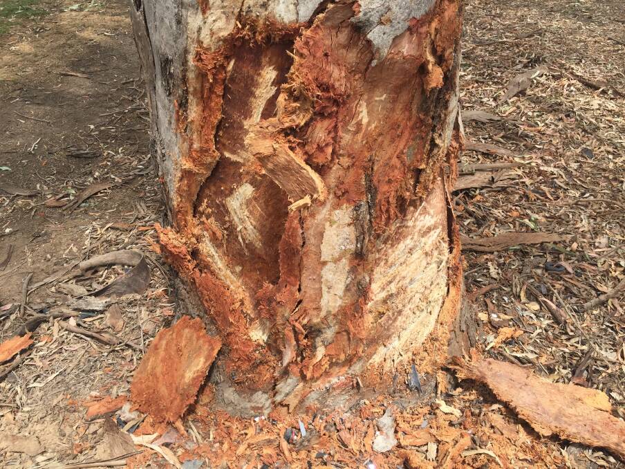 Utility hits tree in West Wodonga