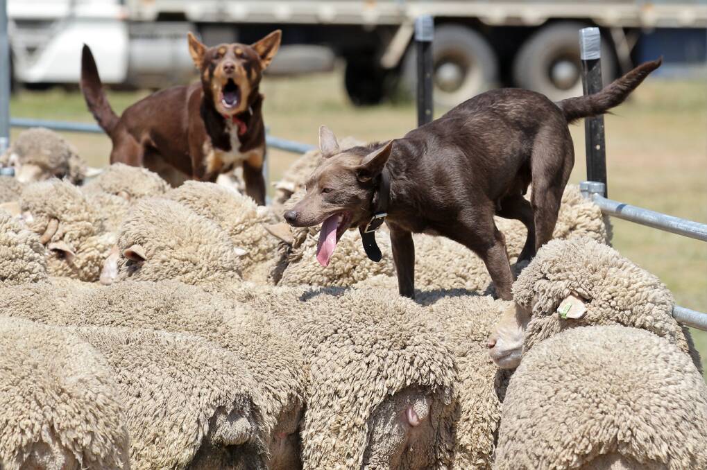 ROUND THEM UP: Working dogs Salt and Choker were in action during an event at the Rutherglen Show in October, 2013. 