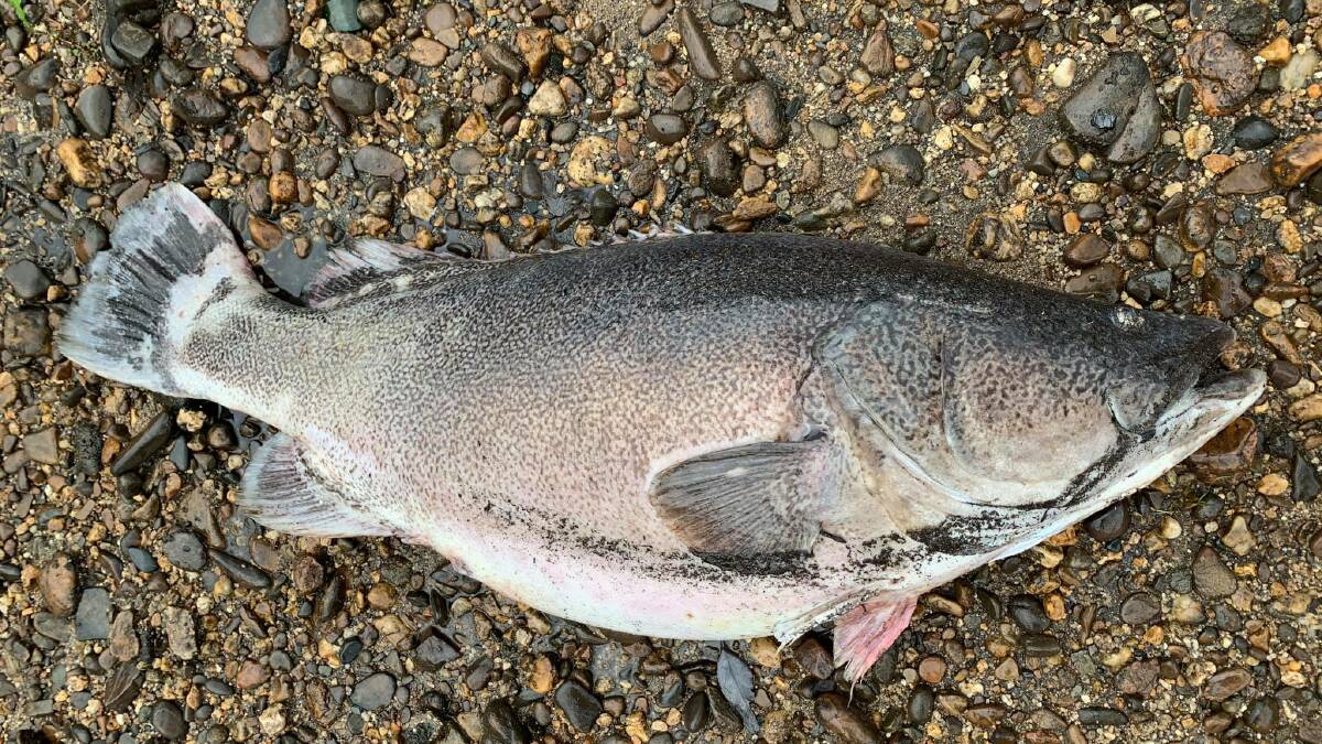 Water in Upper Murray 'like oil' after mass fish kill