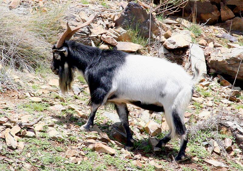 Wild goats to be shot in aerial operation