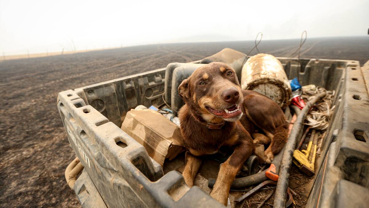 GOOD BOY: Working dog Snip has been helping with the fire recovery. 