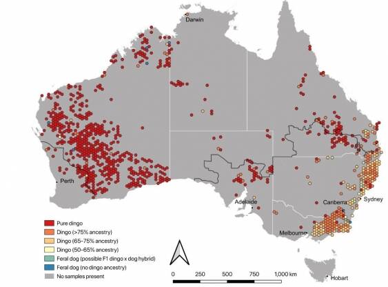 MAP: Research plotted the rates of dingo ancestry. 