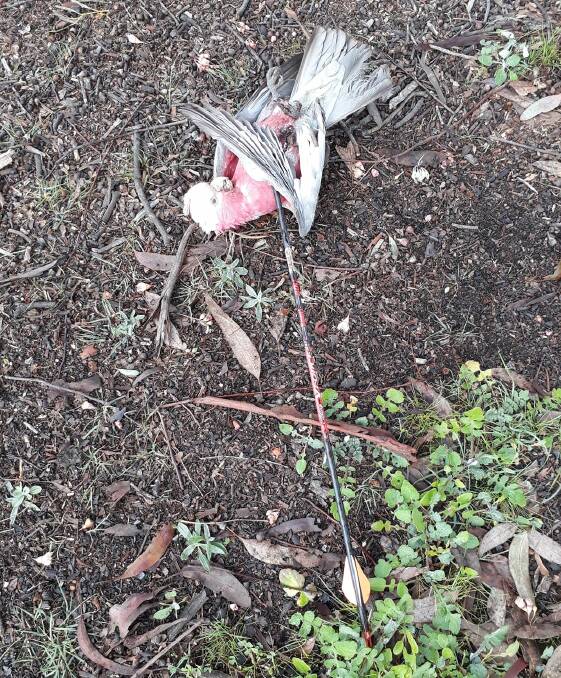 KILLED: The image of the dead bird and arrow, posted on social media. 